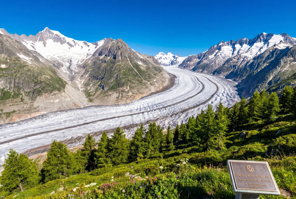 Aletschgletscher Ausflug ab Zürich mit Chauffeur – der mächtige Grosse Aletschgletscher als UNESCO-Welterbe windet sich mit seinen dunklen Mittelmoränen in einer weiten Kurve zwischen schneebedeckten Walliser Viertausendern, im Vordergrund Lärchen und eine alpine Blumenwiese unter tiefblauem Himmel