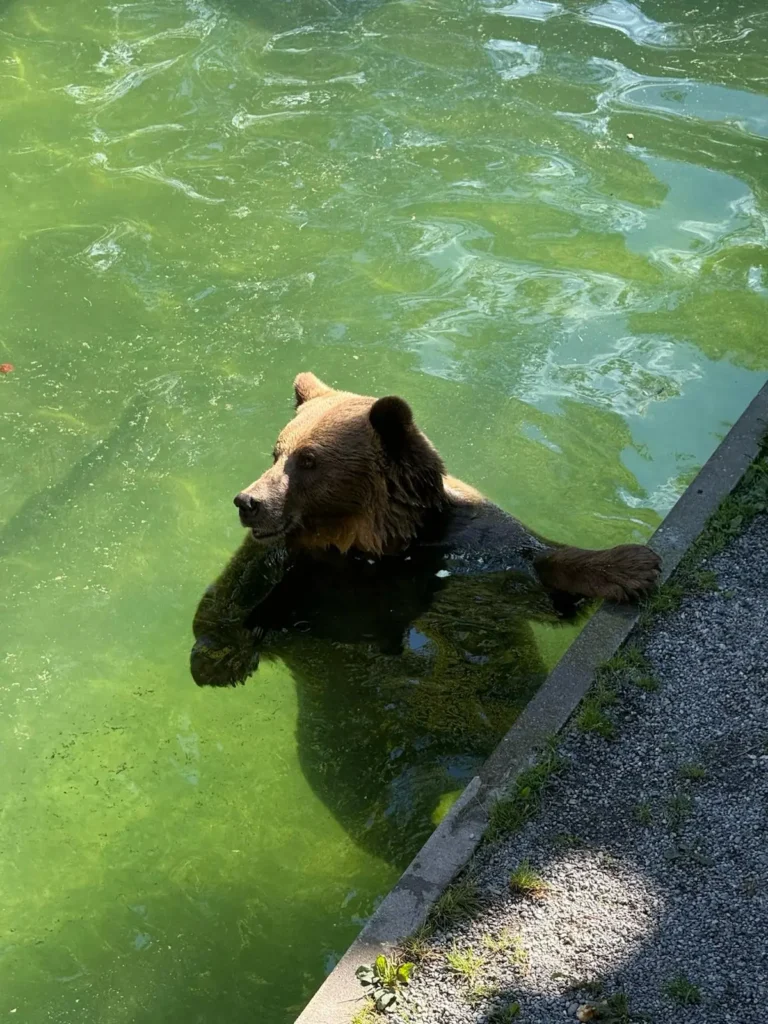 Transfer Zürich Bern: A brown bear in the Bärenpark on the Aare, one of the best-known landmarks of Bern, on a sunny day.